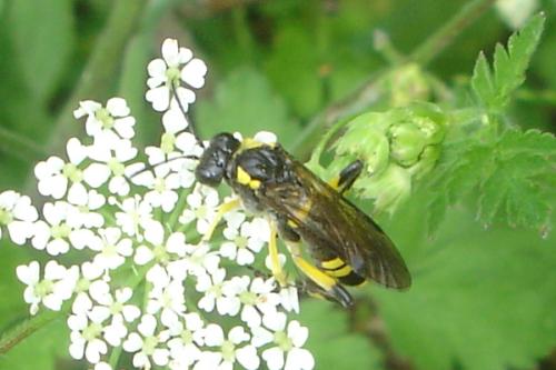 Macrophya montana